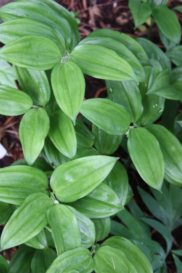 Image of Disporopsis aspersa 'Winter Gem'taken at Juniper Level Botanic Gdn, NC by JLBG
