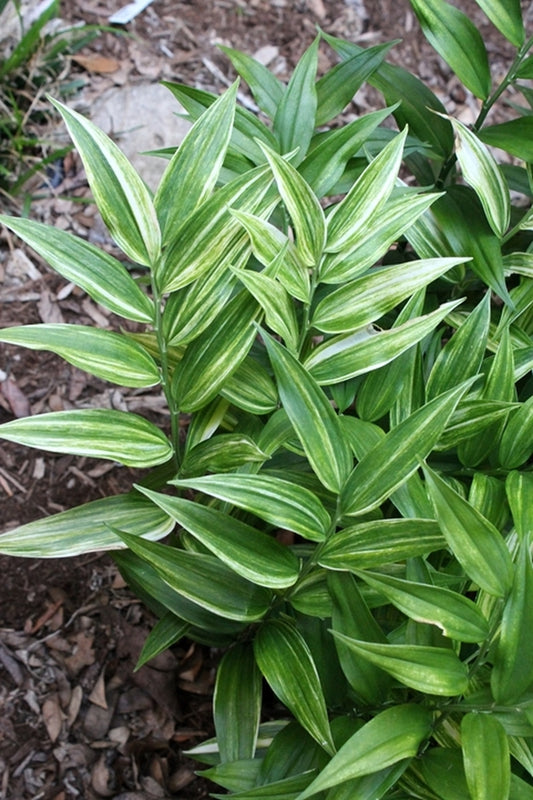 Image of Disporopsis pernyi 'Zebra Stripes'|Juniper Level Botanic Gdn, NC|JLBG