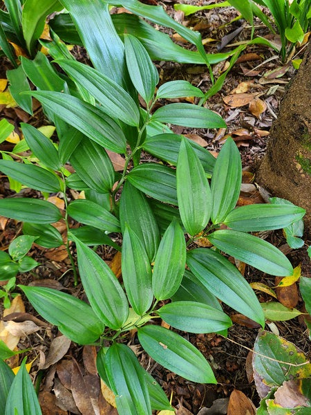 Image of Disporopsis x undernyi 'Opsis Attract'|Juniper Level Botanic Gdn, NC|JLBG
