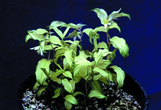 Image of Disporum 'White Lightning'|Terra Nova Nurseries, OR|Terra Nova Nurseries