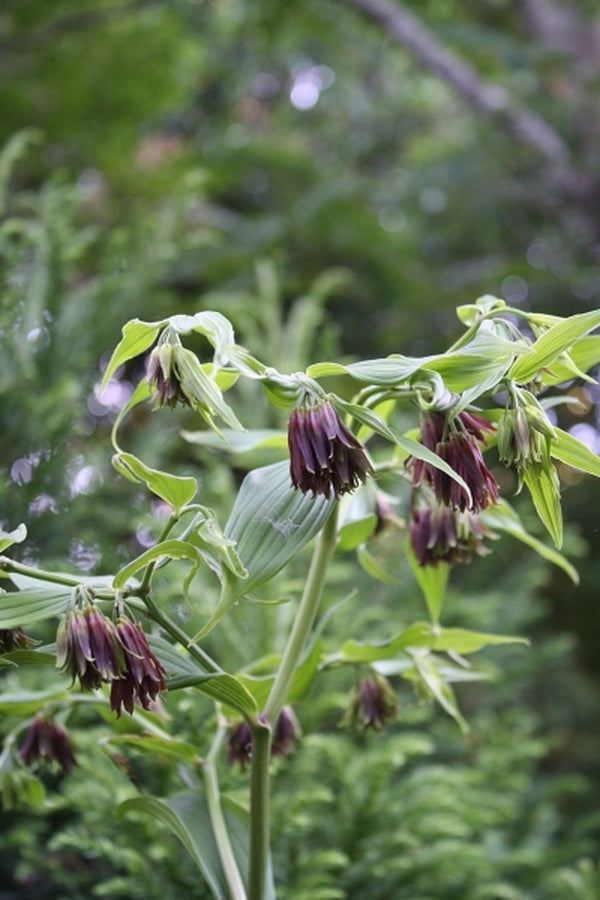 Image of Disporum cantoniense 'Indian Purple'taken at Juniper Level Botanic Gdn, NC by JLBG
