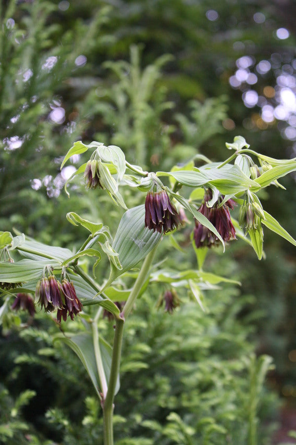 purple lily like flower Disporum cantoniense Indian Purple