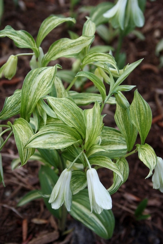 Image of Disporum sessile 'Kinga'|Juniper Level Botanic Gdn, NC|JLBG