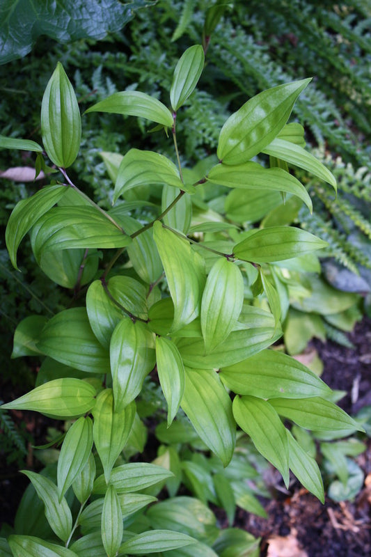 Image of Disporum trabeculatum |Juniper Level Botanic Gdn, NC|