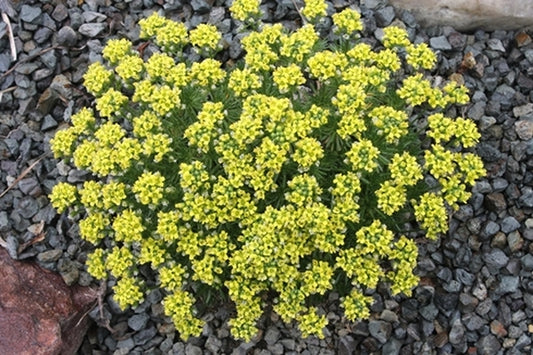 Image of Draba athoa||