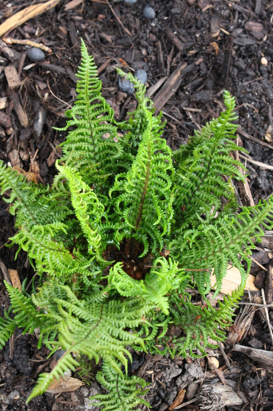 Image of Dryopteris affinis 'Crispa Gracilis'taken at Juniper Level Botanic Gdn, NC by JLBG