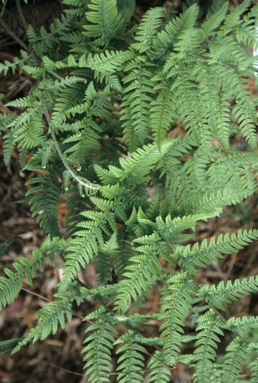 Image of Dryopteris bissetiana 'Jinfoshan Giant' taken at Juniper Level Botanic Gdn, NC by JLBG