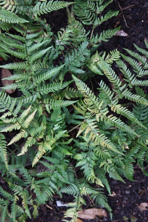 Image of Dryopteris bissetiana 'Sichuan Splendor' taken at Juniper Level Botanic Gdn, NC by JLBG