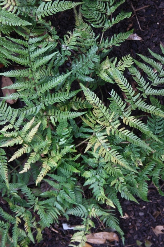 Image of Dryopteris bissetiana 'Sichuan Splendor' taken at Juniper Level Botanic Gdn, NC by JLBG