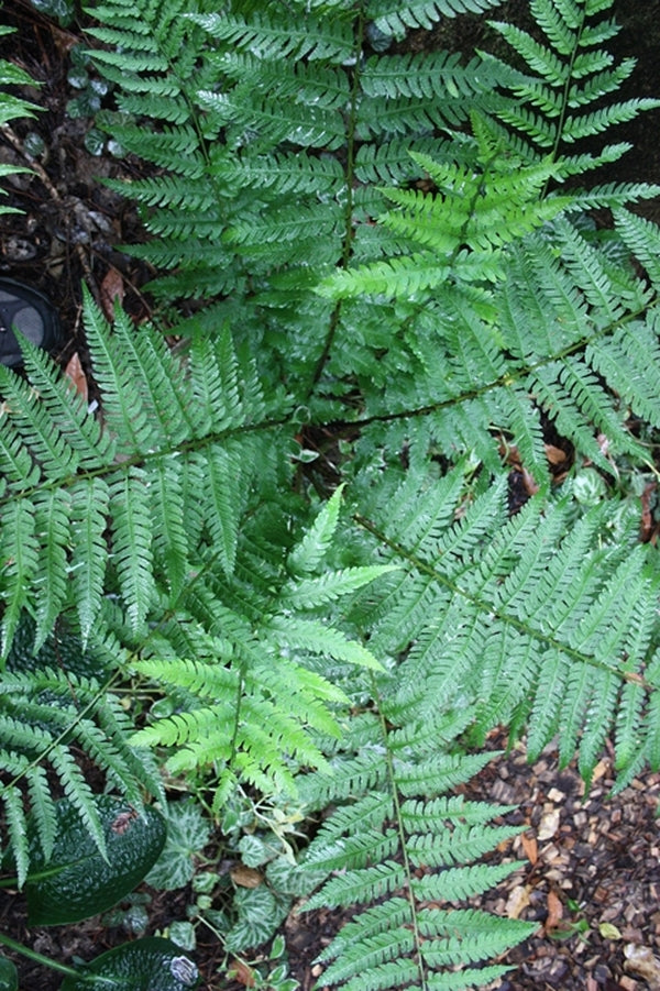 Image of Dryopteris x clintoniana taken at Juniper Level Botanic Gdn, NC by JLBG