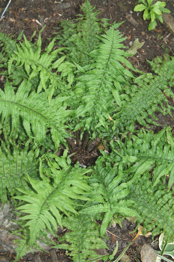 Image of Dryopteris dickinsii 'Crispa' taken at Juniper Level Botanic Gdn, NC by JLBG