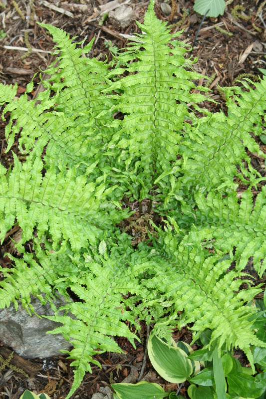 Image of Dryopteris dickinsii 'Crispa' taken at Juniper Level Botanic Gdn, NC by JLBG