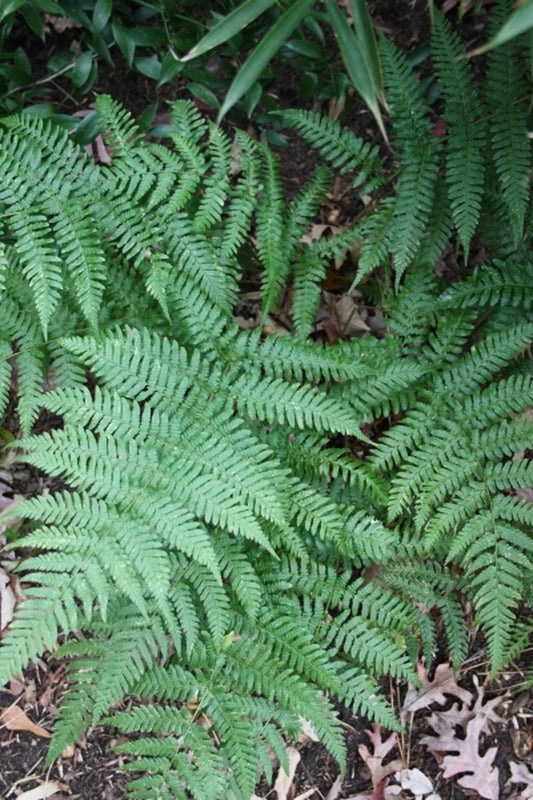 Image of Dryopteris indusiata|Juniper Level Botanic Gdn, NC|JLBG