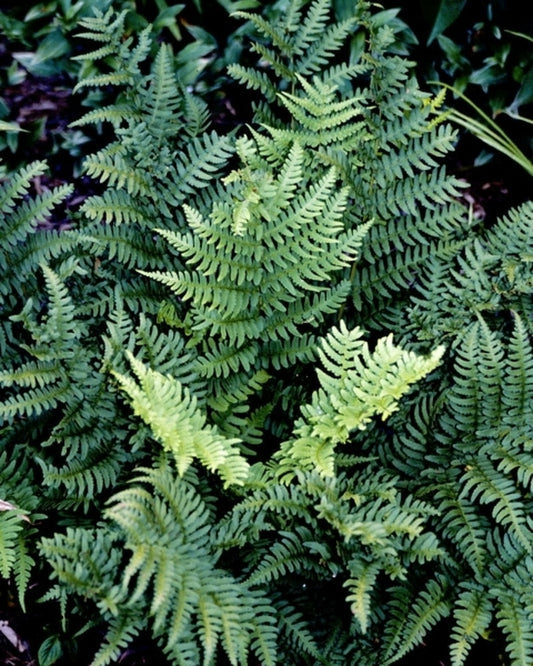 Image of Dryopteris marginalis 'Franklinstein'|Juniper Level Botanic Gdn, NC|JLBG