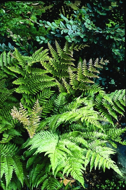 Image of Dryopteris purpurella|J. Levy Gdn, TN|