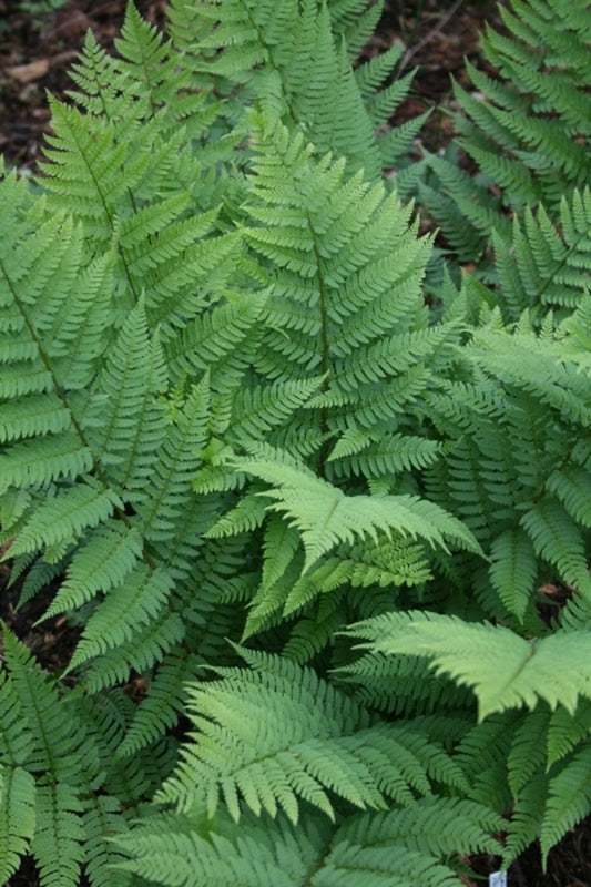 Image of Dryopteris x separabilistaken at Juniper Level Botanic Gdn, NC by JLBG