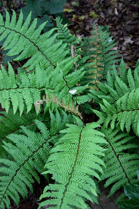 Image of Dryopteris xanthomelas 'Sichuan'||