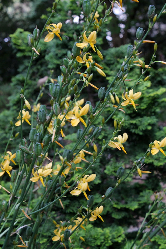 Image of Echeandia texensis 'Loma del Potrero Cercado'||