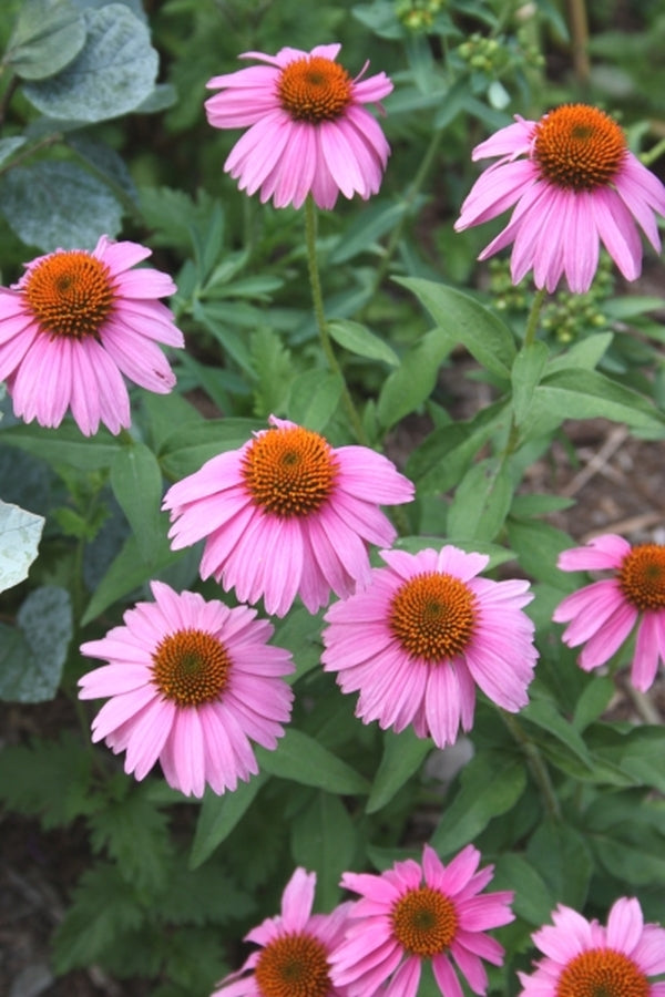 Image of Echinacea 'Adam Saul' PP 21,023|Juniper Level Botanic Gdn, NC|JLBG