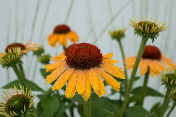 rainbow marcella echinacea seeds Echinacea Apricot Rainbow Marcella PPAF