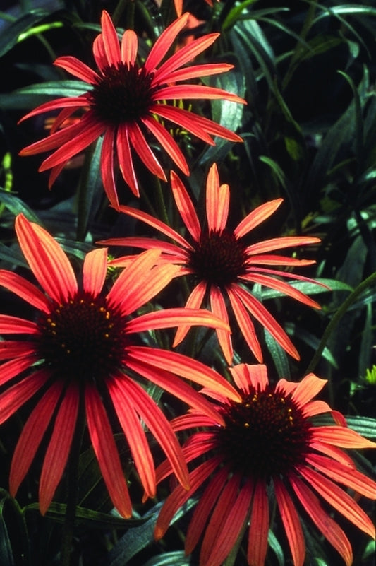 Image of Echinacea 'Art's Pride' PP 15,090|Chicago Botanic Gdn, IL|L. Oyama Bryan