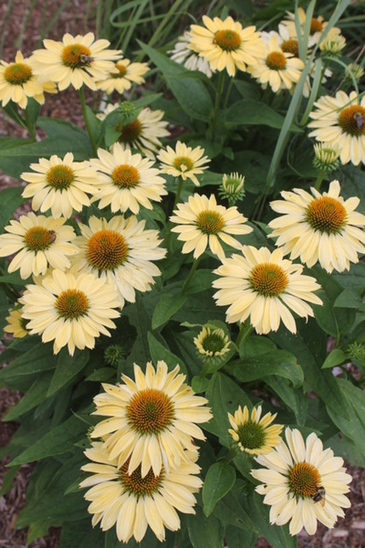 Image of Echinacea 'Chiquita' PP 24,505|Juniper Level Botanic Gdn, NC|JLBG