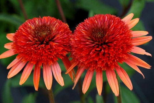Image of Echinacea 'Coral Reef' PP 21,888|Terra Nova Nurseries, OR|Terra Nova Nurseries