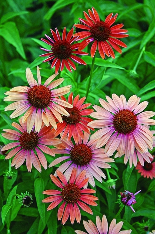 Image of Echinacea 'Evan Saul' PP 17,659|Juniper Level Botanic Gdn, NC|JLBG
