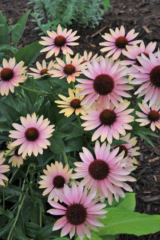 Image of Echinacea 'Evening Glow' PP 24,801|Juniper Level Botanic Gdn, NC|JLBG