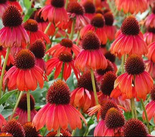 Image of Echinacea 'Firebird' PP 22,775|Terra Nova Nurseries, OR|Terra Nova Nurseries