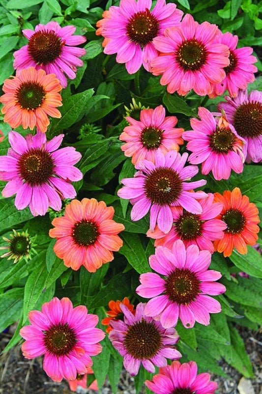Image of Echinacea 'Hot Coral' PP 23,097|Juniper Level Botanic Gdn, NC|JLBG