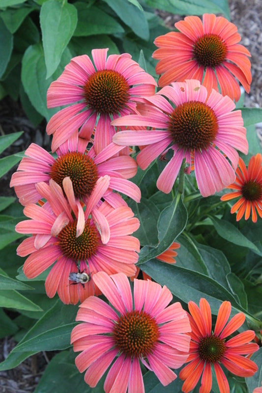Image of Echinacea 'Julia' PP 24,629|Juniper Level Botanic Gdn, NC|JLBG