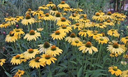Image of Echinacea 'Leilani' PP 23,526|Juniper Level Botanic Gdn, NC|JLBG