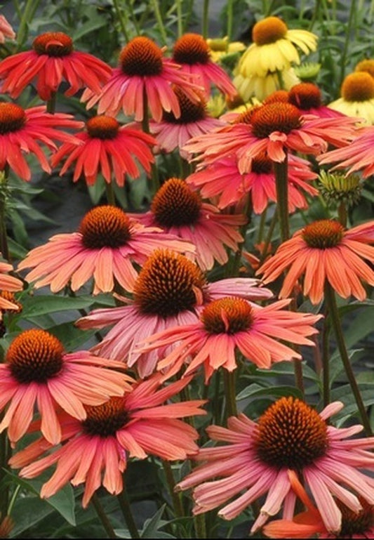 Image of Echinacea 'Mama Mia' PP 23,020|Terra Nova Nurseries, OR|Terra Nova Nurseries