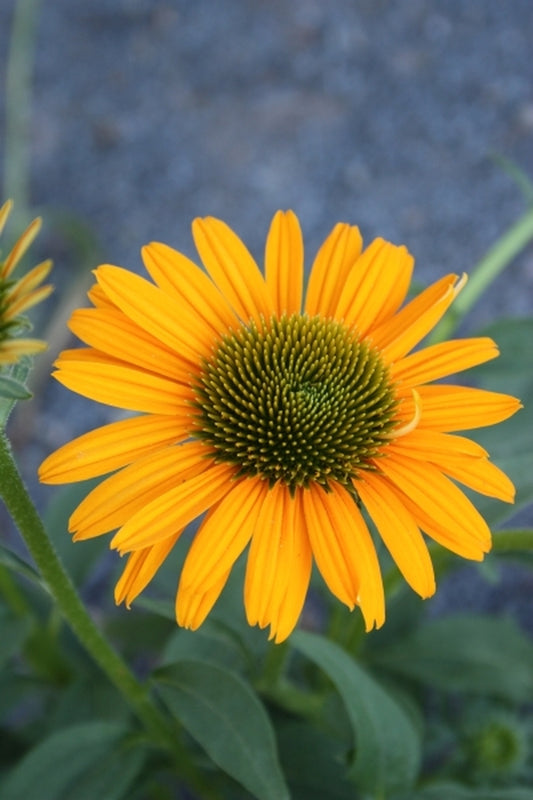Image of Echinacea 'Now Cheesier' PP 23,059|Juniper Level Botanic Gdn, NC|JLBG