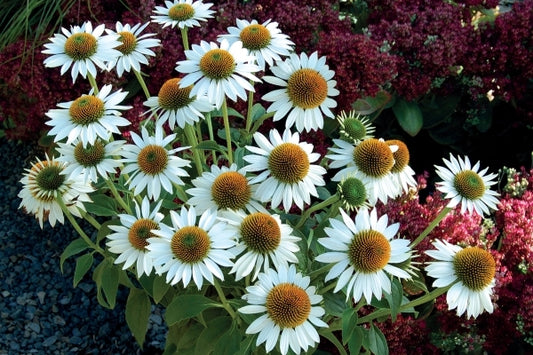 Image of Echinacea 'Purity' PP19441|Terra Nova Nurseries, OR|Terra Nova Nurseries