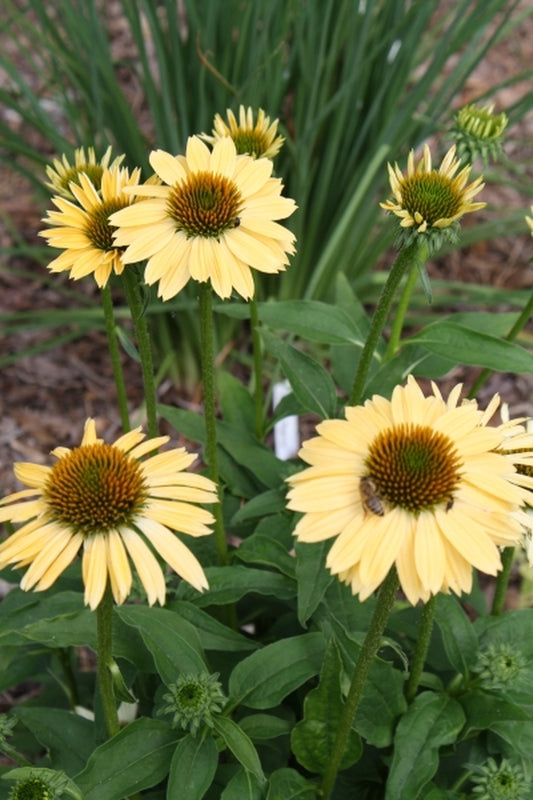 Image of Echinacea 'Sandy Yellow' PP 23,104|Juniper Level Botanic Gdn, NC|JLBG
