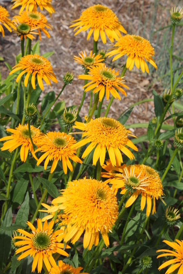 Image of Echinacea 'Secret Glow' PP 25,061|Juniper Level Botanic Gdn, NC|JLBG