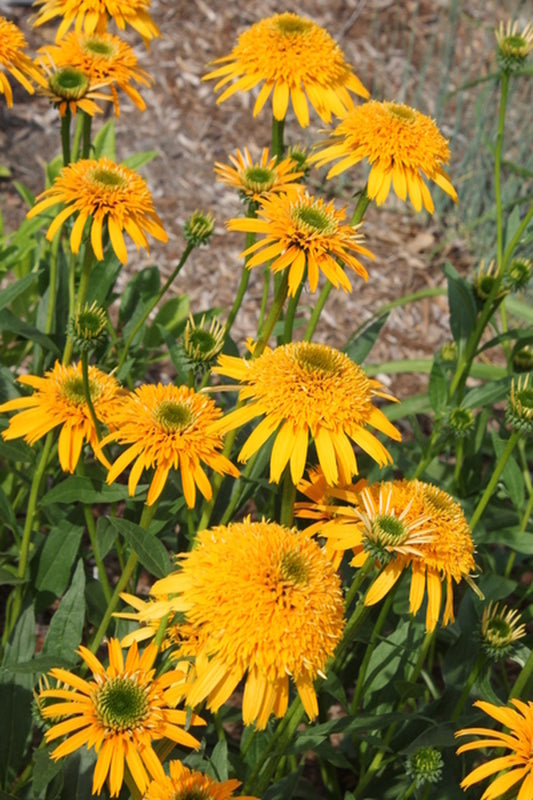 Image of Echinacea 'Secret Glow' PP 25,061|Juniper Level Botanic Gdn, NC|JLBG