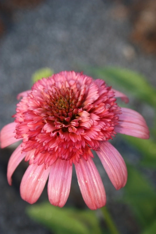 Image of Echinacea 'Secret Passion' PP 23,108|Juniper Level Botanic Gdn, NC|JLBG