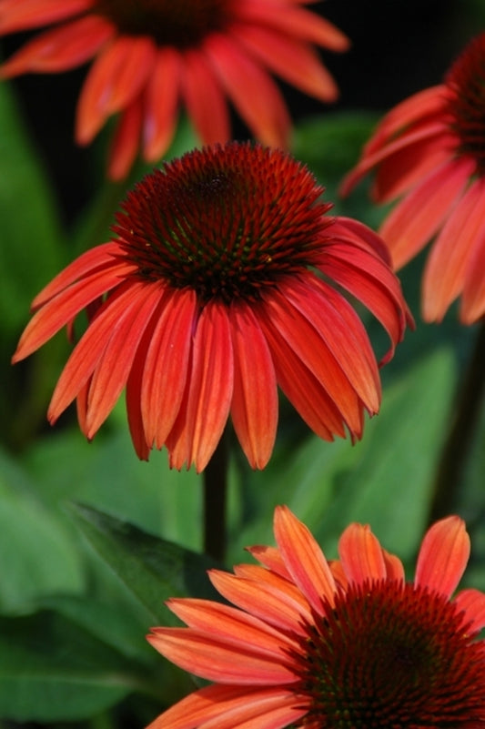 Image of Echinacea 'Sunset' PP 16,424|Itsaul Plants, GA|Itsaul Plants