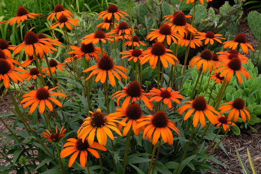 Image of Echinacea 'Tiki Torch' PP 18,839|Juniper Level Botanic Gdn, NC|JLBG