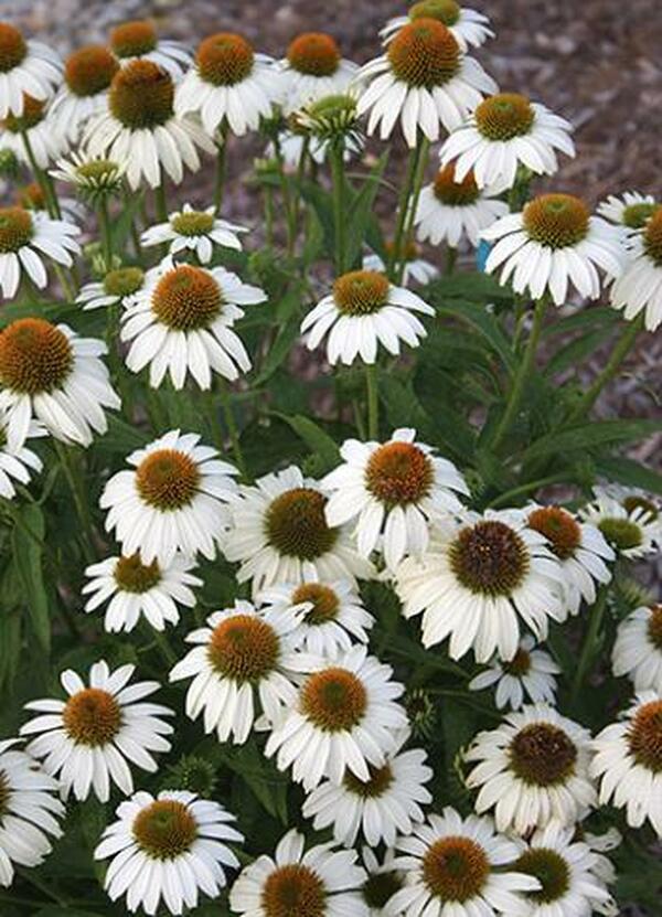 Image of Echinacea purpurea 'Avalanche' PP 18,597|Juniper Level Botanic Gdn, NC|JLBG