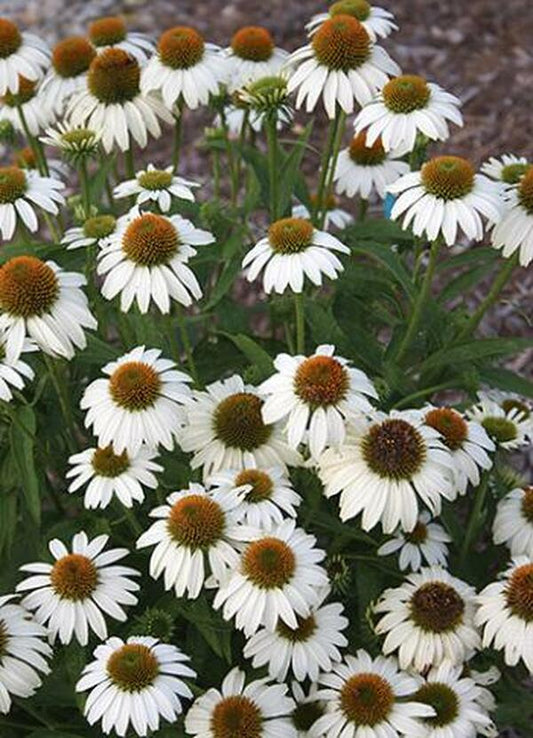 Image of Echinacea purpurea 'Avalanche' PP 18,597|Juniper Level Botanic Gdn, NC|JLBG