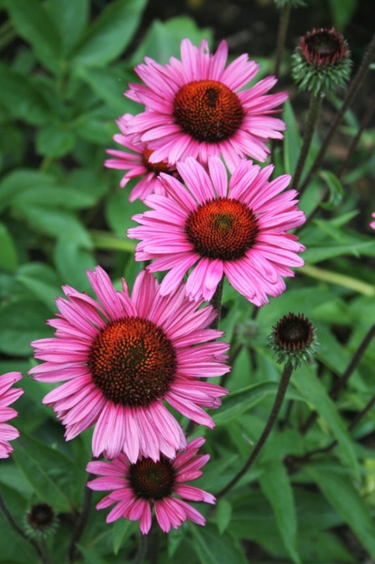 Image of Echinacea purpurea 'Fatal Attraction' PP 18,429|Juniper Level Botanic Gdn, NC|JLBG