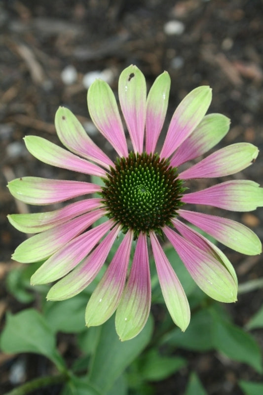 Image of Echinacea purpurea 'Green Envy'|Juniper Level Botanic Gdn, NC|JLBG