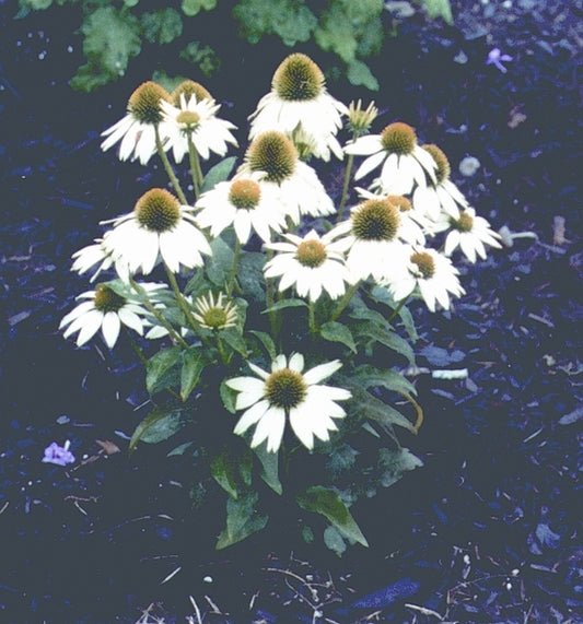 Image of Echinacea purpurea 'Kim's Mop Head' PP 13,560|Sunny Border, CT|Sunny Border