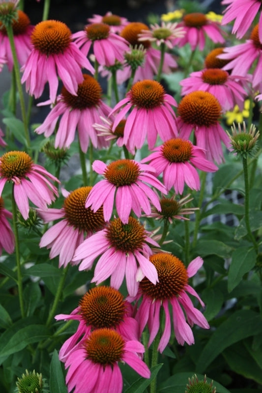 Image of Echinacea purpurea 'Kim's Red Knee High' PP 20,411|Juniper Level Botanic Gdn, NC|JLBG