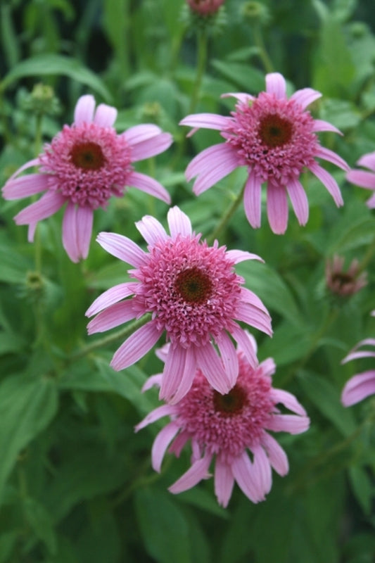 Image of Echinacea purpurea 'Pink Double Delight' PP 18,803|Juniper Level Botanic Gdn, NC|JLBG