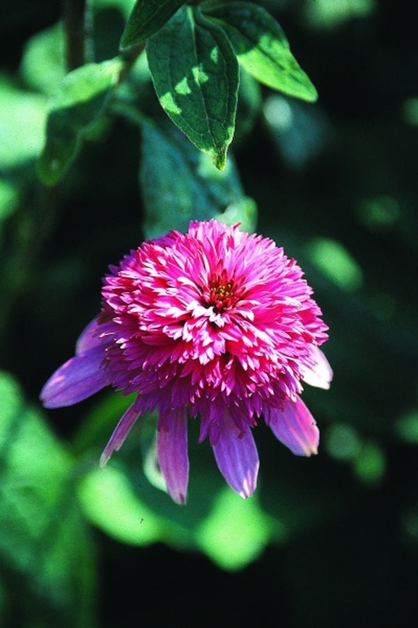 Image of Echinacea purpurea 'Razzmatazz' PP 13,894|Darwin Plants, Holland|